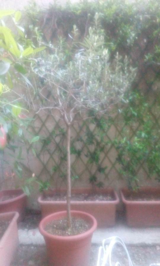 Central Apartment With Garden Milano Esterno foto